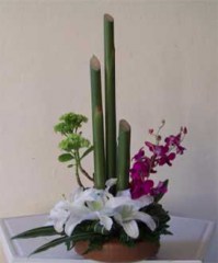 orquideas